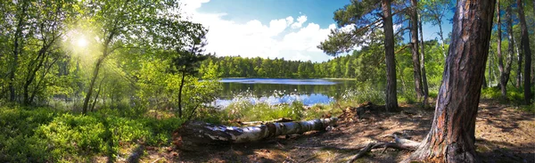 Ormanın panoramik görüntü