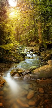 Orman brook dağlarda panoramik görüntü