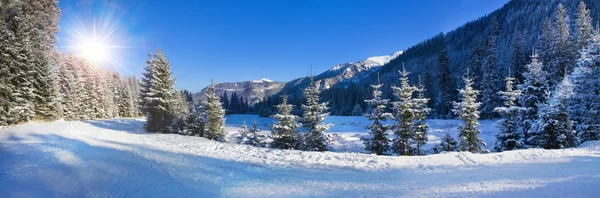 Vista panorámica de los árboles cubiertos de nieve —  Fotos de Stock