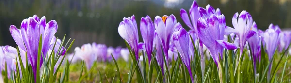 Bahar çiçekleri bir dağ çayır üzerinde panoramik görüntü