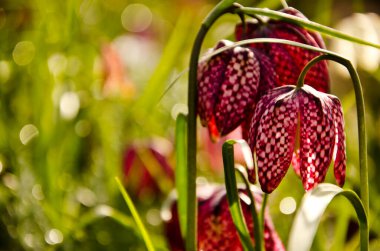 Piccoli tulipani dalla strana dokusu