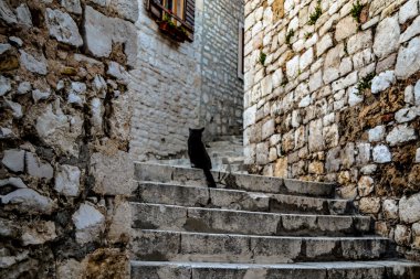Bir kedi Sibenik sokakta