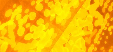 Soyut Sıçrama. Boyayı bağla. Kahverengi Islak Sanat Yazıcısı. Dişlerimi fırçaladım. Aquarelle dokusu. Sarı kravatlı boya yaması. Ocher Dirty Art Grunge. El yapımı Dirty Art. Suluboya Yazdırma.