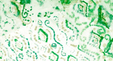 Suluboya Baskı. Banner 'ı fırçaladım. Islak Sanat Yazıcısı. Gümüş kravat desenli boya. Dişlerimi fırçaladım. Dye Batik 'i bağla. Çiçekli Yeşil El Yapımı Kirli Sanat. Kirli Sanat Arkaplanı. Suluboya Deseni.