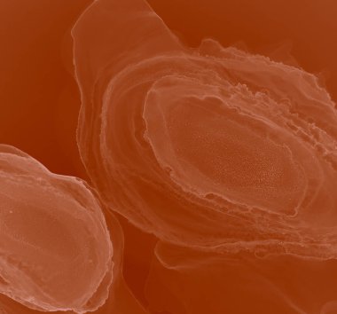 Ochre Soyut Boyama. Soyut Tasarım. Suluboya Baskı. Suluboya deseni. Mürekkep Graffiti. Soyut Sıçrama. Sanatçı Alkol Mürekkebi. Kırmızı Islak Sanat Yazıcısı. Kakao Alkol Mürekkebi Deseni.