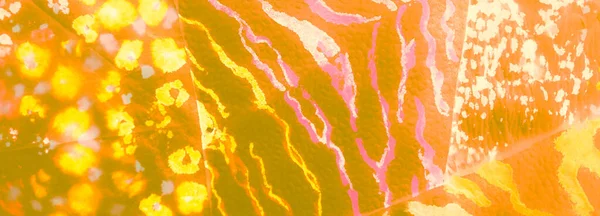 Orange Abstract Splash Résumé Dirty Art Tirage Art Humide Texture — Photo