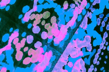 Mavi Kirli Arkaplan. Sanatsal Kirli Sanat. Aquarelle dokusu. Islak Sanat Yazıcısı. Banner 'a su sıçrat. Rosy Suluboya Baskı. Pembe kravat boyalı batik. Dişlerimi fırçaladım. Tye Die Print. Parlak