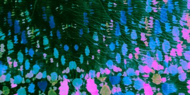 Mor Soyut Sıçrama. Kirli Sanat Arkaplanı. Islak Sanat Yazıcısı. Aquarelle dokusu. Asit Sıçrayan Sancak. Mavi Fırçalı Sancak. Dye Batik 'i bağla. Koyu yeşil suluboya baskı. Yeşil kravat boyası..