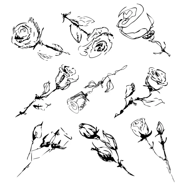 Croquis de roses sur fond blanc — Image vectorielle