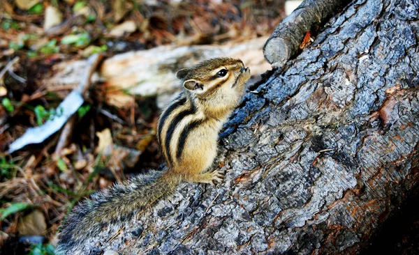 Mighty Baikal is home to the most amazing animals. This chipmunk is friendly with people.