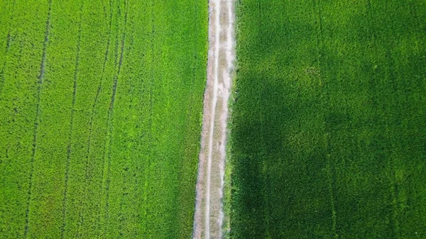 Top View Rice Fields Line Dark Green Rice Fields Light — Stock Photo, Image