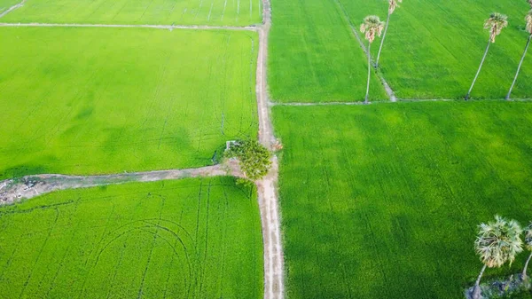 Aerial View Beautiful Countryside Rice Green Fields — ストック写真
