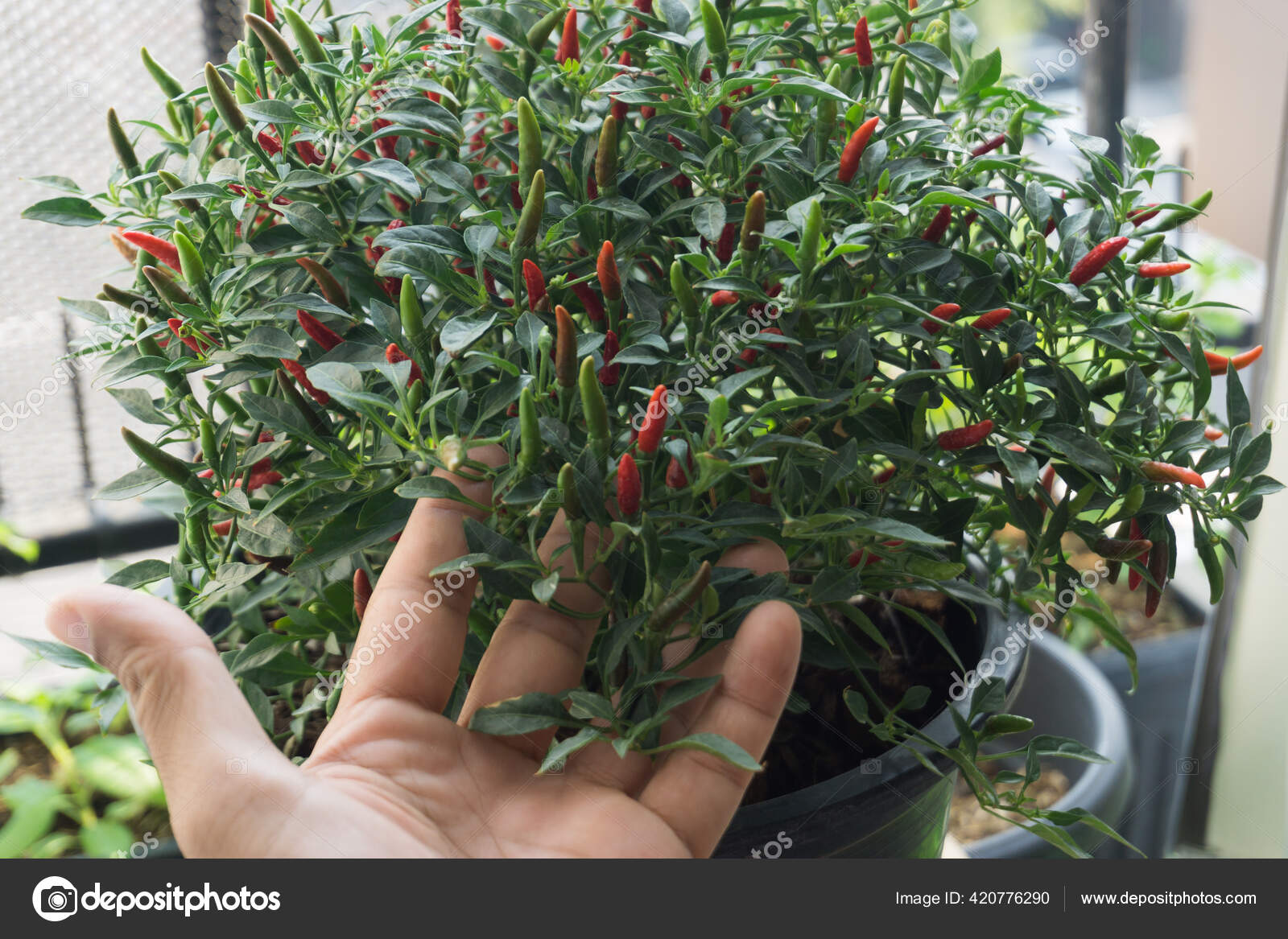 Man Taking Care Chili Tree Red Hot Chili Peppers Thai Stock Photo by