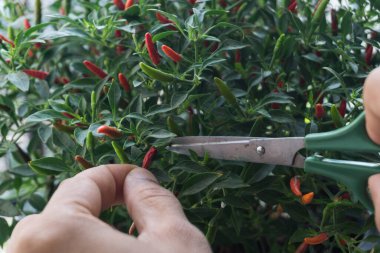 Ağaçtan biber kesen adam, kırmızı acı biber..