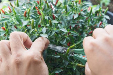 Ağaçtan biber kesen adam, kırmızı acı biber..