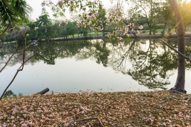Pembe çiçekler ve güzel gün batımı..