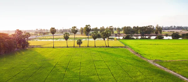 Красивое Зеленое Рисовое Поле Пальмами — стоковое фото