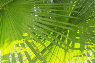 yeşil yapraklı arka plan, güneş ışığı, yeşil arkaplan.