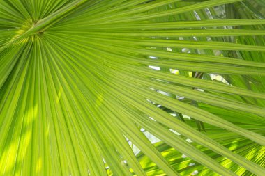 yeşil yapraklı arka plan, güneş ışığı, yeşil arkaplan.