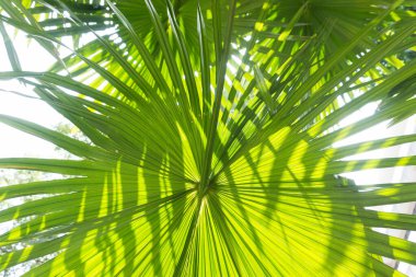 yeşil yapraklı arka plan, güneş ışığı, yeşil arkaplan.