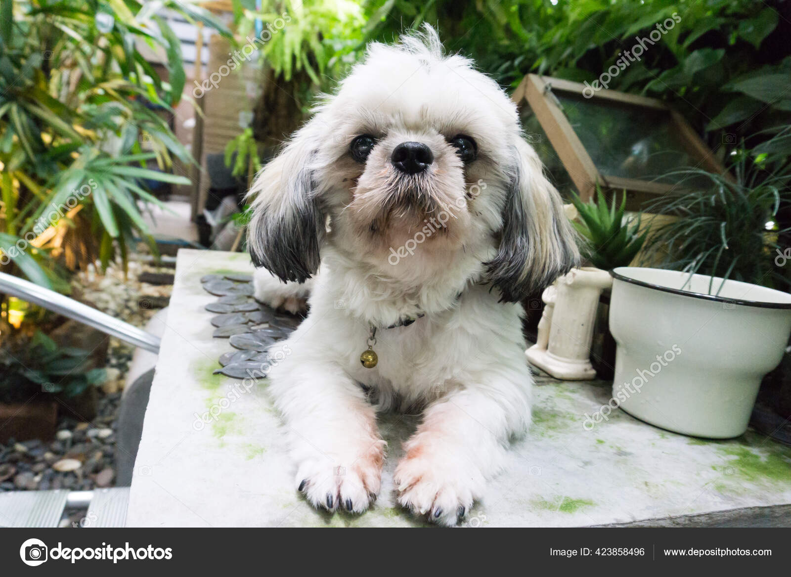 Shih Tzu Lying Floor Looking Away Lonely Concept Stock Photo by ©Black