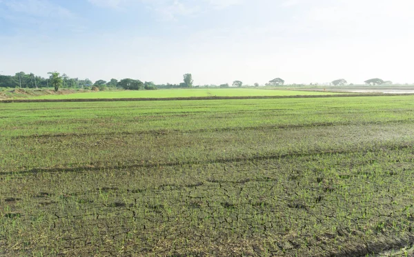 Green Rice Field Green Fields Rice Growing — Stock Photo, Image
