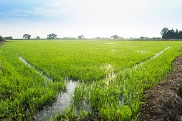 Beautiful Green Rice Field Blue Sky Morning — Stock Photo, Image