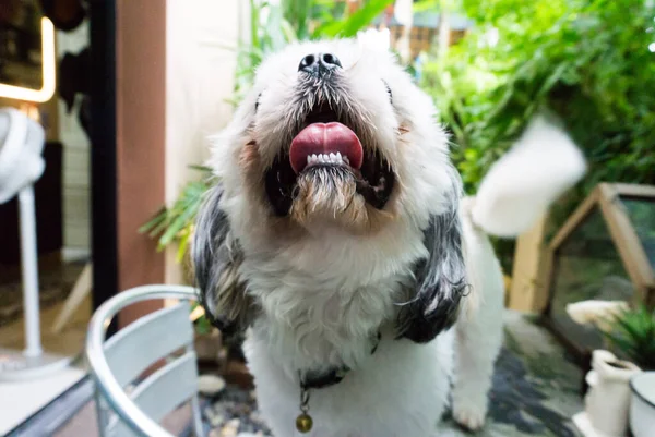 Shih Tzu Sedí Podlaze Podívej Nahoru — Stock fotografie