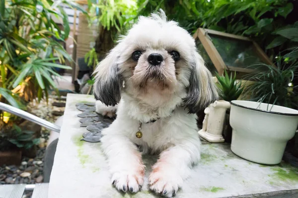 Shih Tzu yerde yatıyor ve başka yere bakıyor, yalnız konsept..