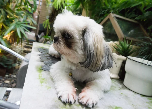 Shih Tzu Lying Looking Lonely Concept — Stock Photo, Image