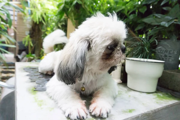 Shih Tzu Mentindo Olhando Para Nós Conceito Solitário — Fotografia de Stock