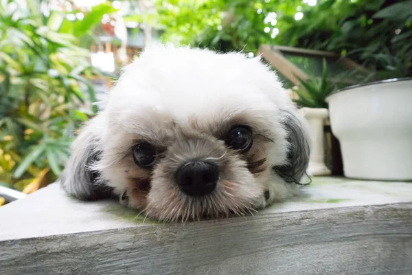 Shih Tzu Deitado Chão Conceito Solitário — Fotografia de Stock