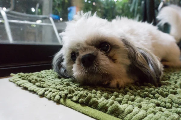 Shih Tzu Auf Dem Boden Liegend Einsames Konzept — Stockfoto