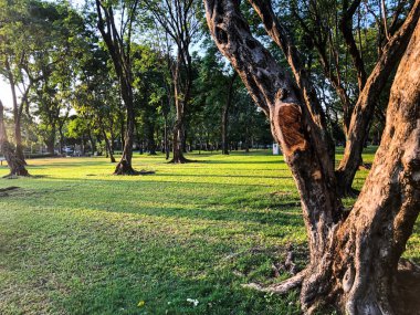 Büyük şehirde güzel yeşil halk parkı.
