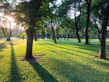 Gün batımı ve yeşil ağaç bitkileriyle güzel bir park..