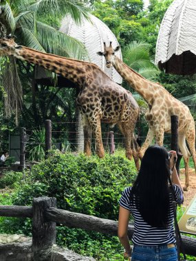 Genç bayan Asya hayvanat bahçesinde zürafanın fotoğrafını çekiyor..