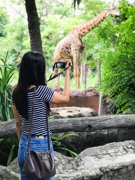 Genç bayan Asya hayvanat bahçesinde zürafanın fotoğrafını çekiyor..