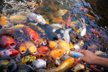 Renkli sazan, bebek şişelerinden süt yemek için çırpınıyor..