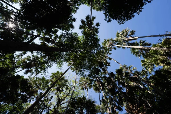 Ormanda palmiye ağaçları, Tayland 'da yeşil orman ağaçları.