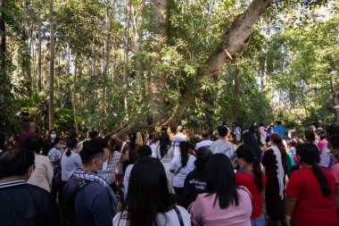 Udon Thani, Tayland-22 Aralık 2020: Budistler Tayland 'daki koronavirüs salgını nedeniyle Wat Pa Kham Chanod kapanmadan önce kutsal yılana dua ediyorlar.