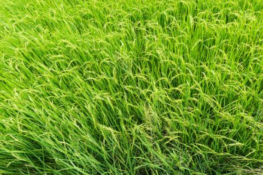 Tayland 'daki güzel organik yeşil çeltik tarlası.