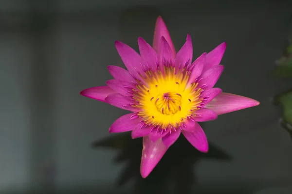 Schöne Rosa Lotusblume Auf Dem Wasser — Stockfoto