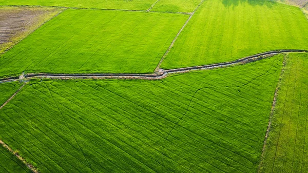 タイの美しい田んぼの空中風景 — ストック写真