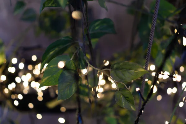 Лампа Древесных Струнных Огней Праздник — стоковое фото