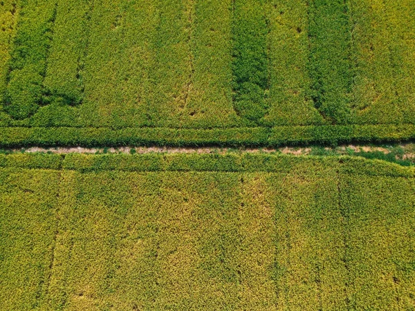 Vista Aérea Superior Lote Campo Arroz Verde Tailândia — Fotografia de Stock