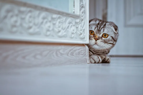 Curioso Scottish Fold Cat olhando ao virar da esquina de uma parede — Fotografia de Stock
