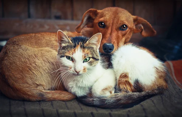 Симпатичная собака с котом. Любовь — стоковое фото
