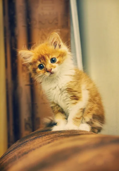 Animali a casa. Carino rosso carino cucciolo di gatto del bambino. gattino pla — Foto Stock