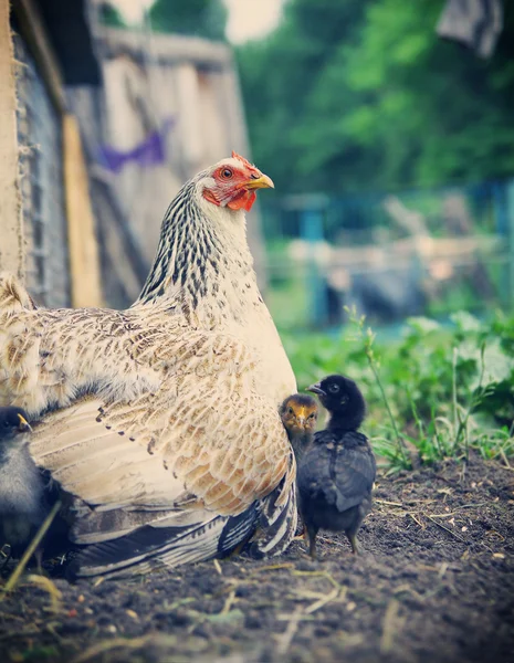 Gros plan d'une poule mère avec ses poussins dans l'herbe — Photo