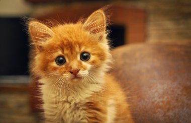 Hayvanlar evde. Sevimli kırmızı sevimli bebek kedi evcil hayvanı. yavru kedi pla